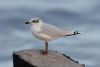 Mediterranean Gull at Southend Pier (Steve Arlow) (33109 bytes)